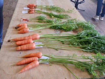 Carrot class