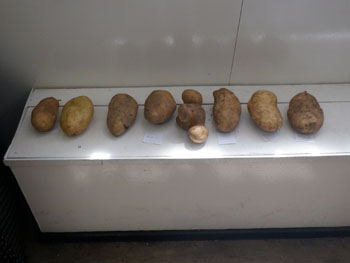 Heaviest Potato class