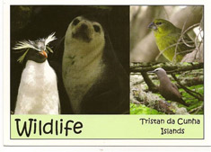 Postcards of Tristan wildlife