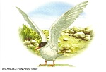 Postcard with painting of an Antarctic Tern