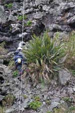 Working from ropes to remove an invasive New Zealand flax plant on Inaccessible Island