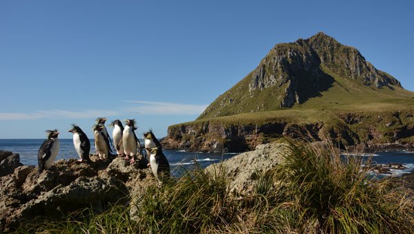 Northern rockhopper penguins on Middle Island, with Nightingale Island behind