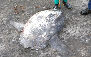 Tristan da Cunha Wildlife News 2016: Giant Sunfish caught off
