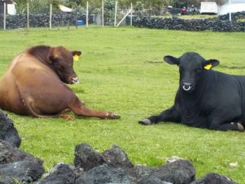 The bulls resting after their voyage.