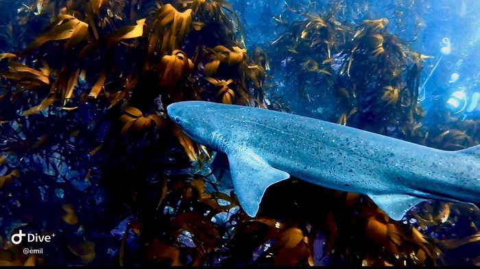 A Six Gill Shark pictured off Tristan