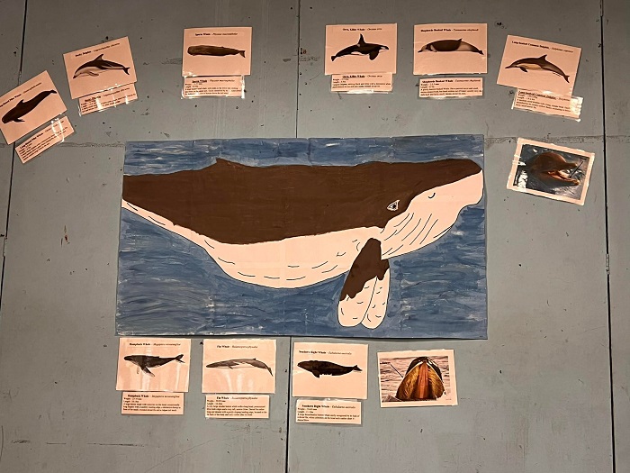 Posters showing whale species found around Tristan