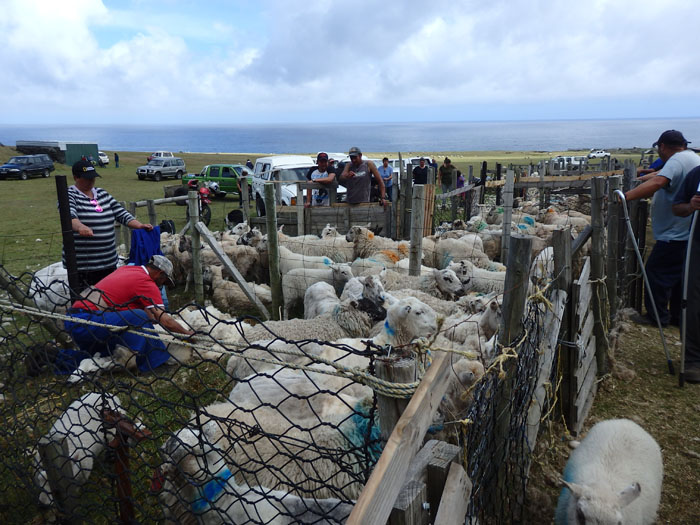 Penned sheep being sheared
