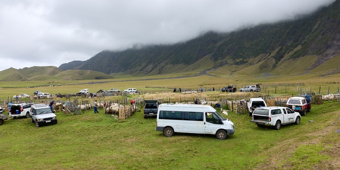 Bakkies gathered round the sheep pens.