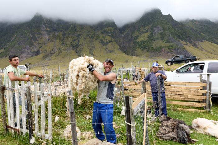 Lifting fleeces out of a pen.