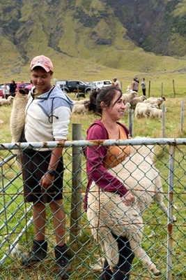 Carrying lambs from a pen.