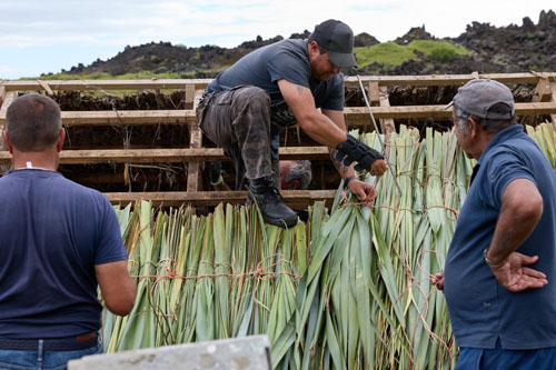 Close-up of flax bundles being laid and tied down