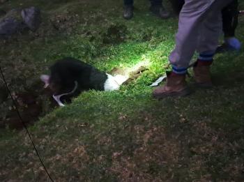 Hunting for rats by head torch before dawn