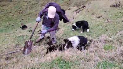 Digging for rats