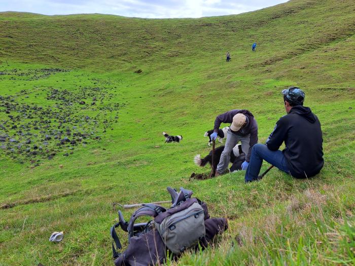 Ratting on the hillsides