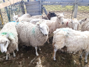 Penned sheep waiting to be sheared