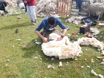 Shearing a sheep with hand clippers