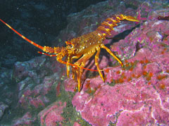 Jasus tristani or Crayfish