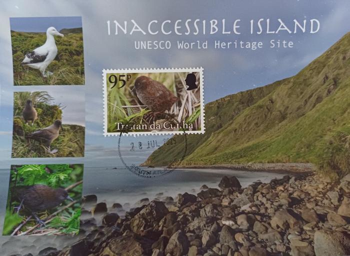 Inaccessible Island Rail (Laterallus rogersi)