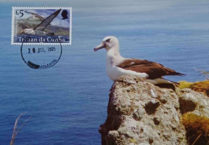 Atlantic Yellow-nosed Albatross (Thalassarche chlororhynchos)