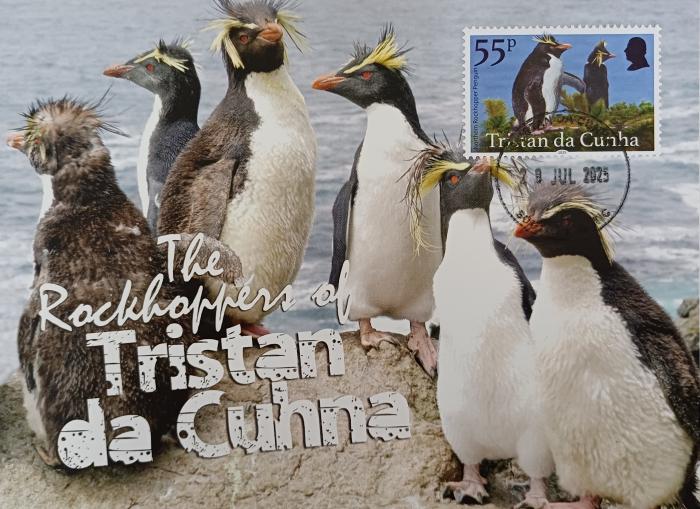Northern Rockhopper Penguin (Eudyptes moseleyi)
