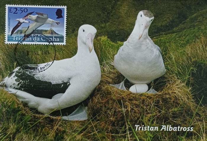 Tristan Albatross (Diomedea dabbenena)