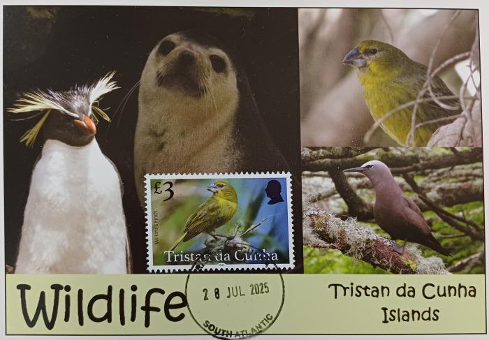 Wilkins's Finch (Nesospiza wilkinsi)
