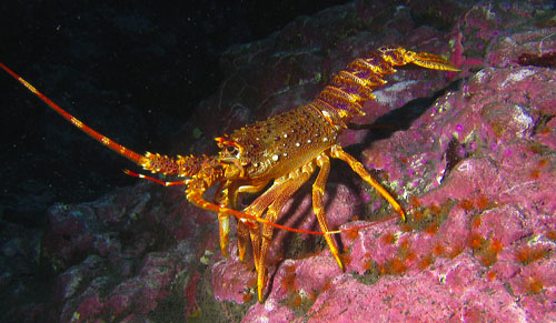Tristan Rock Lobster, Jasus Tristani, Crayfish or Crawfish