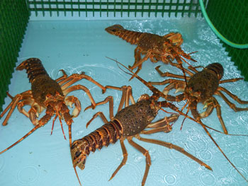 Tristan Crayfish