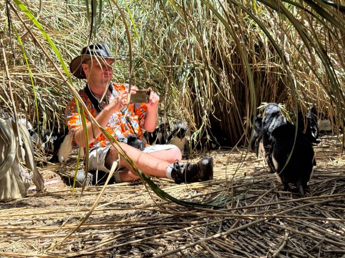 Visitor Chris Farrell cosying down with Rockhopper Penguins on Nightingale Island (Photo: Matthew Tharp)