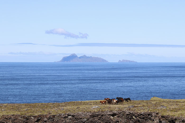 Zoom view of Nightingale Island from East Beach