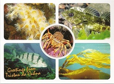 Postcard of Tristan marine life