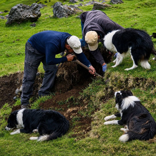 Men dig out a possible rat nest with dogs ready to pounce.