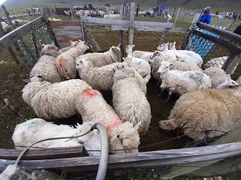 Sheep gathered for shearing in the little pen