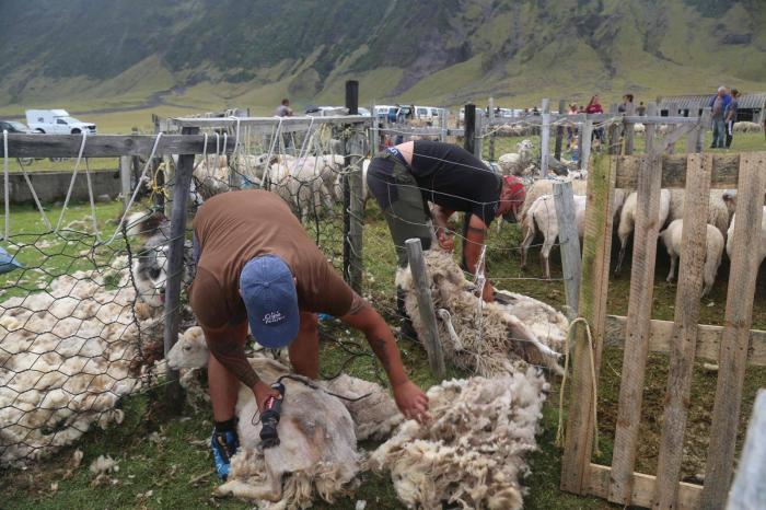 Mechanical and hand sheers working side by side in adjacent pens. Photo: Rob Kelly