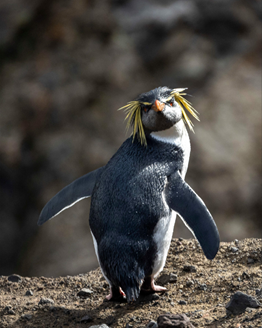 A Rockhopper Penguin Photo: Swan Hellenic