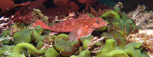 Klipfish, Bovichthys diacanthus