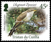 Vagrant Species Part 1, 45p, Yellow-billed Cuckoo