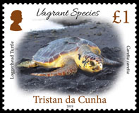 Vagrant Species Part 1, £1.00, Loggerhead Turtle