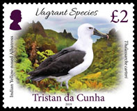 Vagrant Species Part 1, £2.00p, Indian yellow-nosed albatross