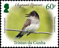 Vagrant Species Part 3, 60p, Eastern Kingbird