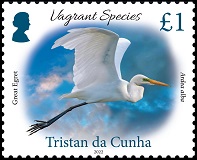 Vagrant Species Part 3, £1.00, Great Egret