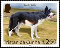 Dogs Part 1, £2.50 - Border Collie