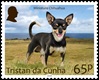 Dogs Part 2, 65p - Miniature Chihuahua Dogs Part 2, 65p - Miniature Chihuahua