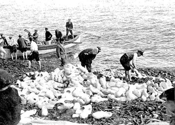 Donated Dutch clogs floated ashore from HMS Milford, 1938