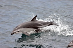 Dusky Dolphin - Lagenorhynchus obscurus